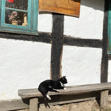 14 Nina - Dębina Debina (Ustka)